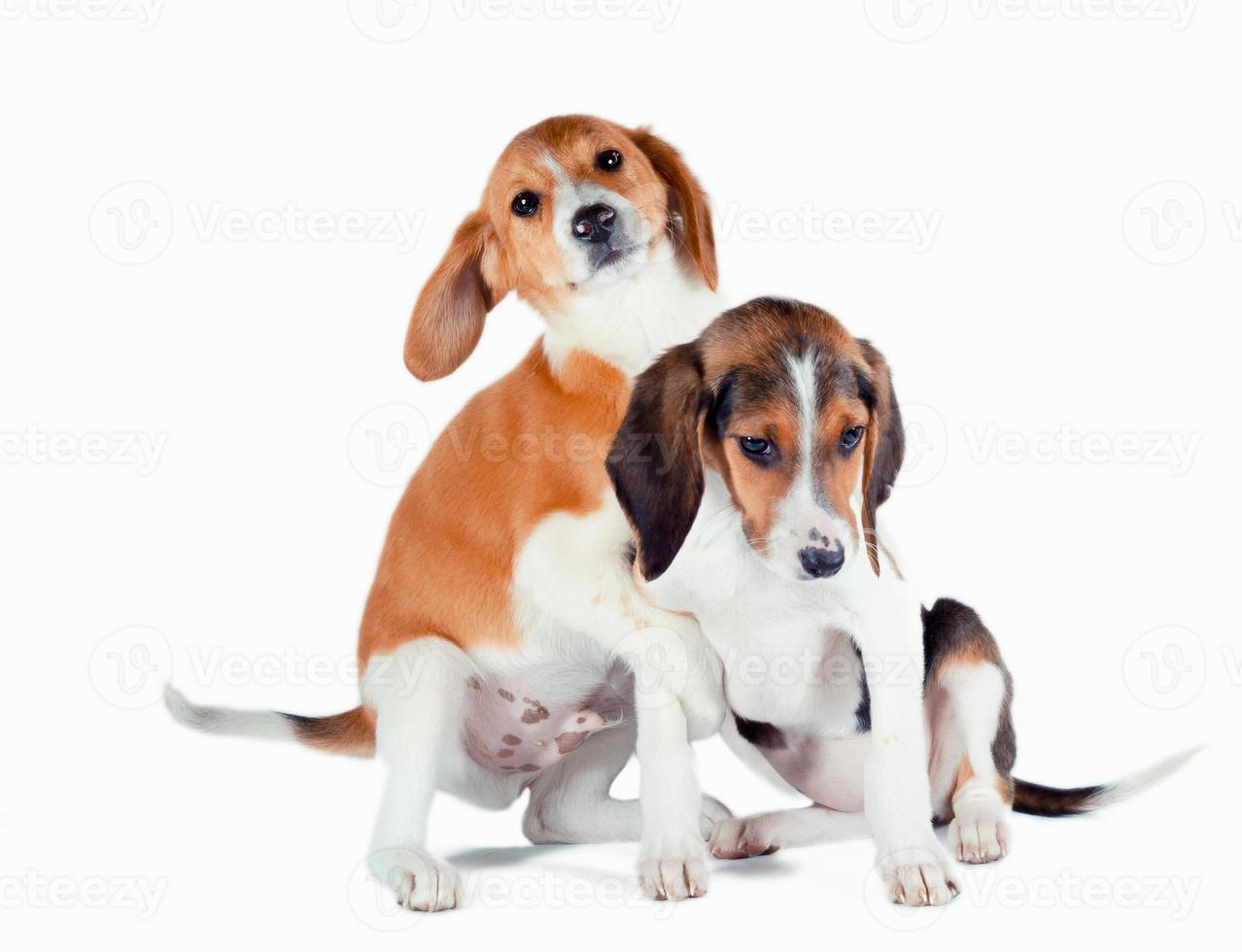 Pair of Estonian hound puppies playing on a white background photo