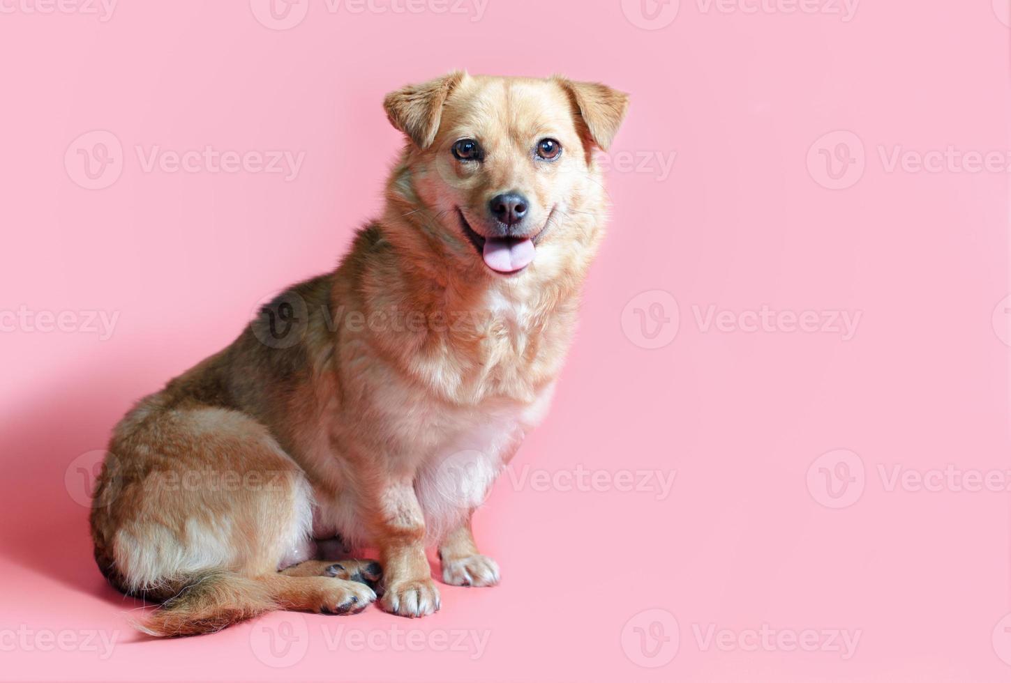 Alegre perro mestizo sonriente rojo sobre un fondo de color rosa foto