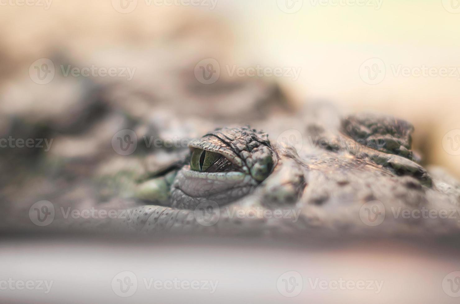 ojos de cocodrilo, reptiles peligrosos se esconden mirando y cazando de cerca foto