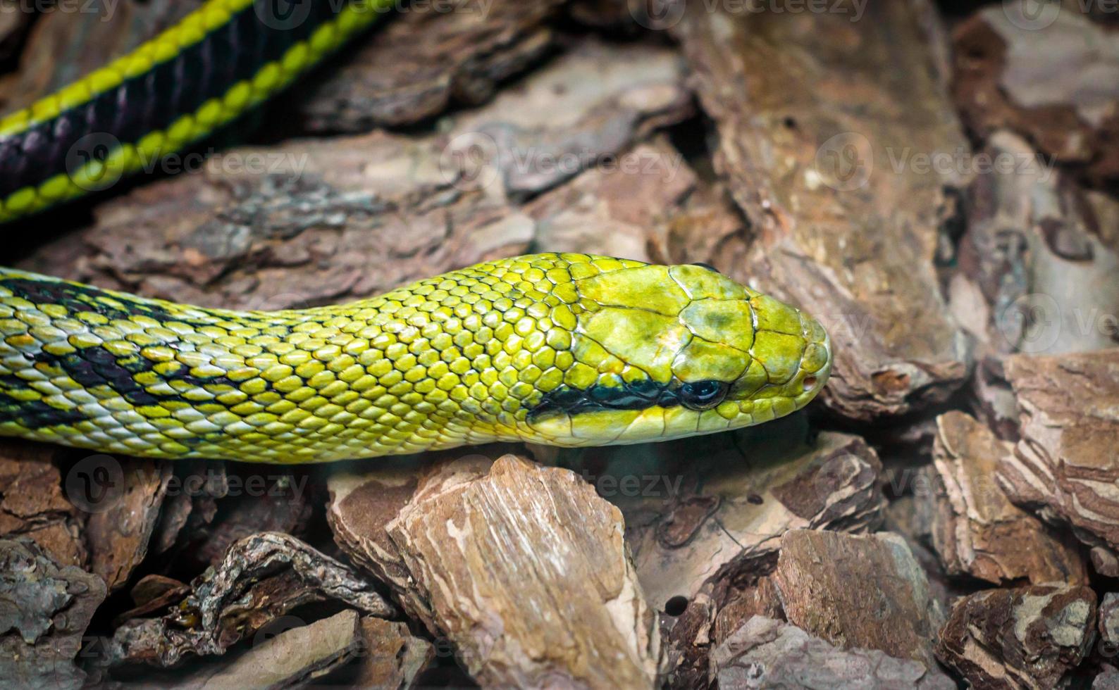 cabeza de serpiente verde y ojo de cerca foto