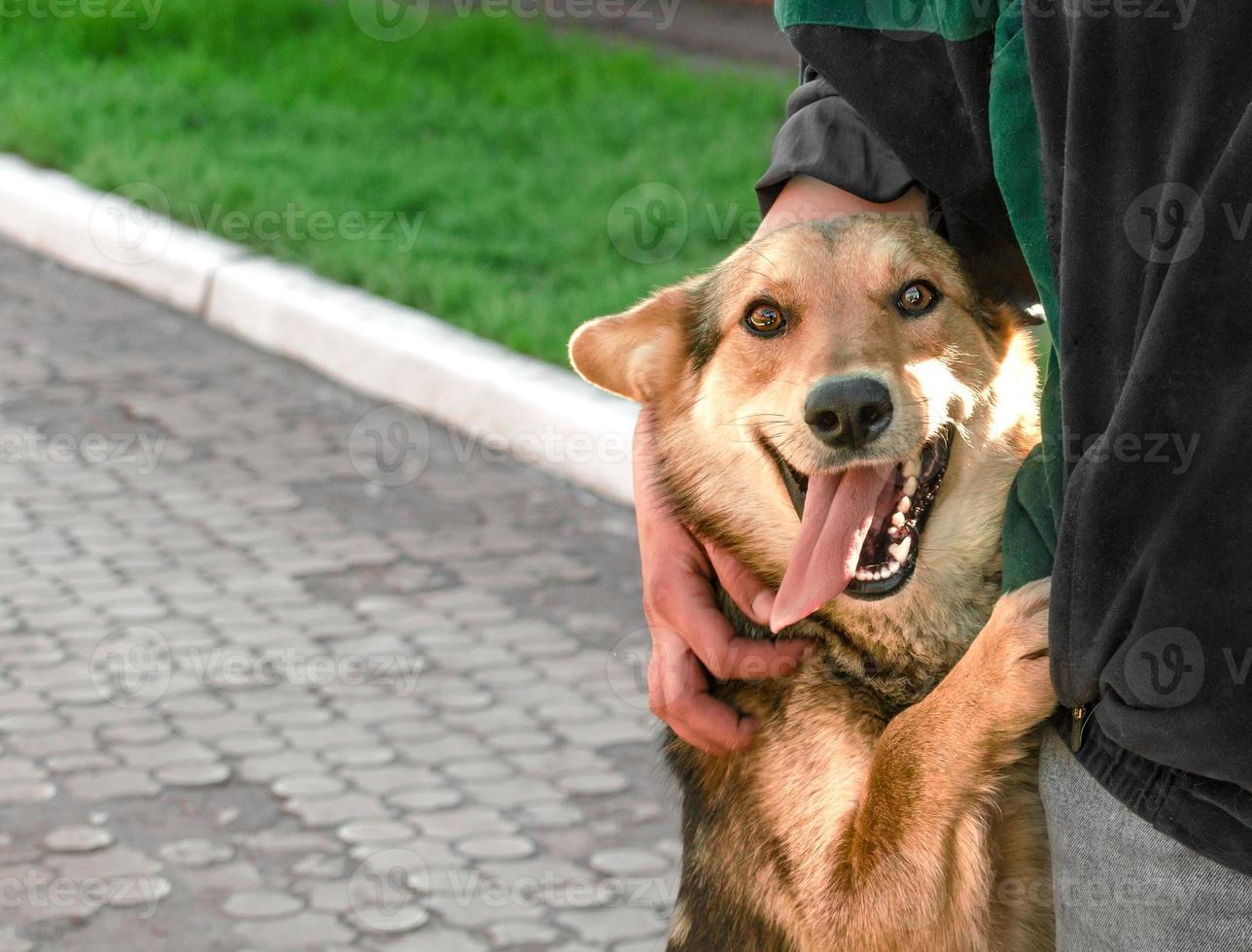 Happy red mongrel dog stands on hind legs next to woman photo