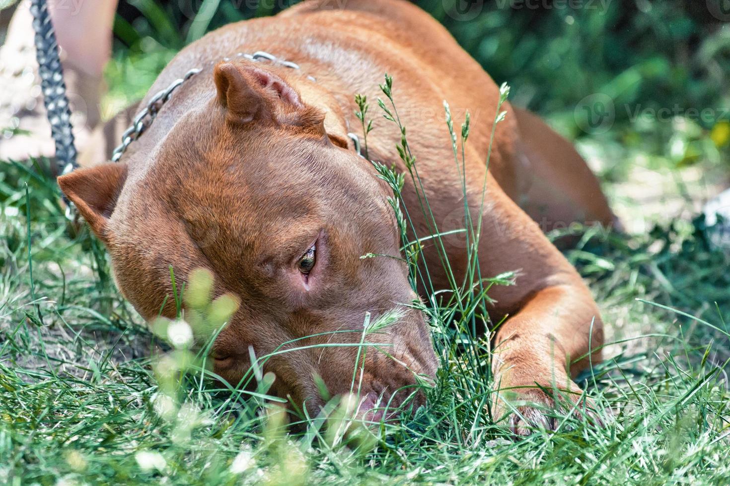 Pitbull rojo con una cadena se encuentra y olfateando la hierba verde foto