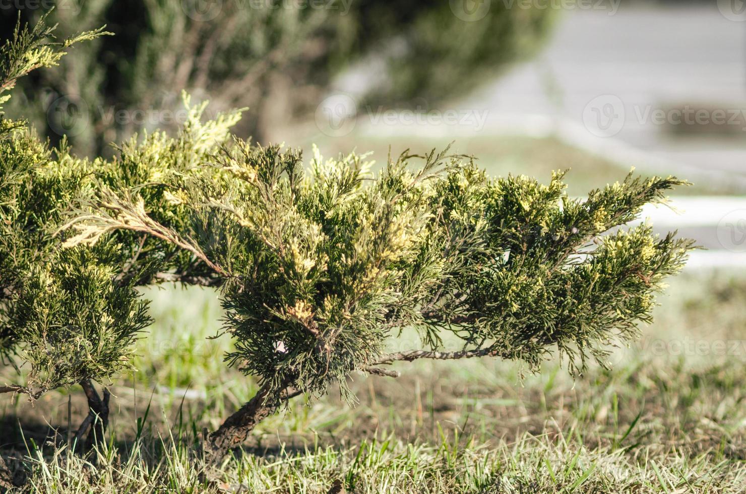 pequeño árbol verde de cerca foto