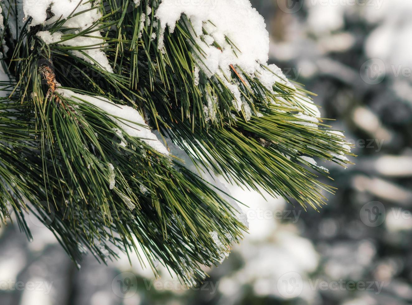 Snow-covered green branches of spruce, close up nature cold winter background photo