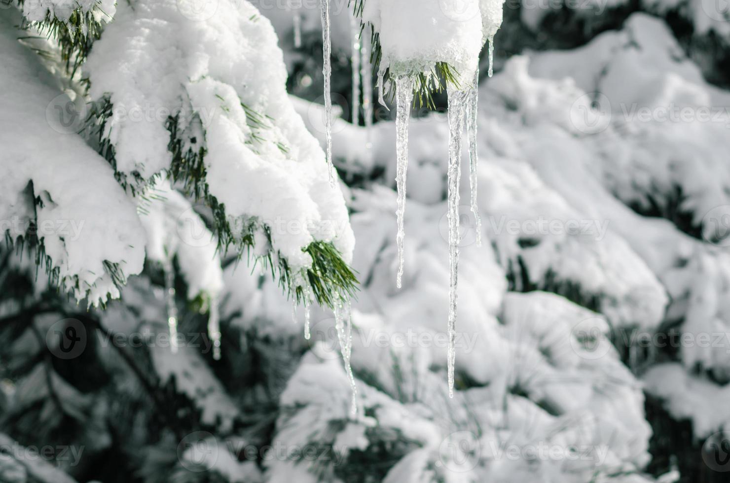Carámbanos en ramas nevadas de abeto de cerca, fondo de invierno frío de naturaleza foto
