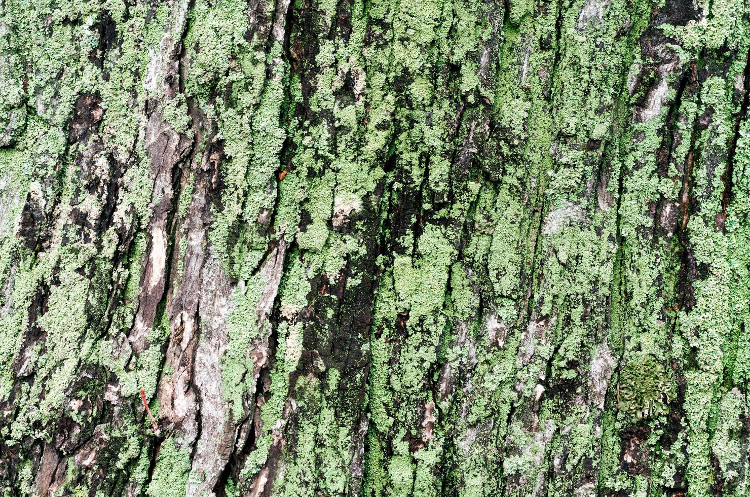 Fondo de madera de tronco de árbol de arce con musgo verde foto