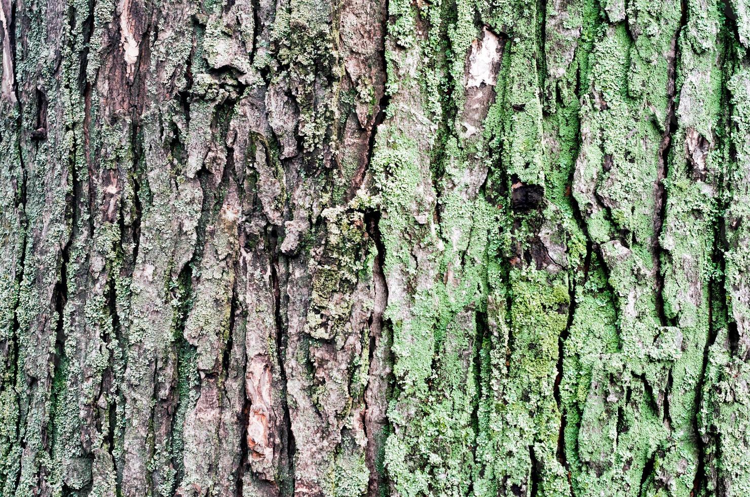 Fondo de madera de tronco de árbol de arce con musgo verde foto