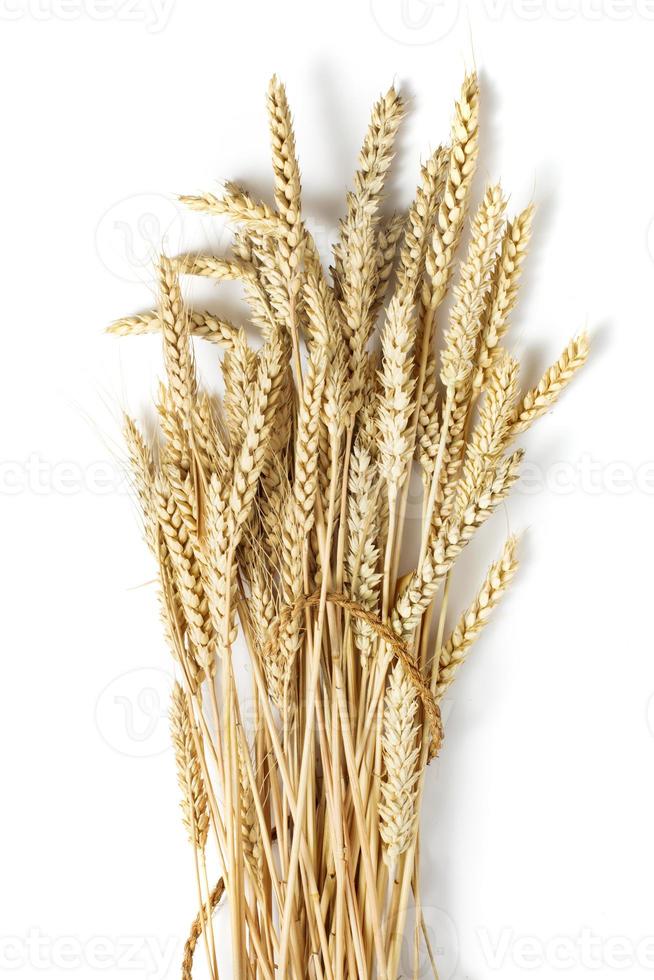 Sheaf of ears of wheat isolated on white background photo