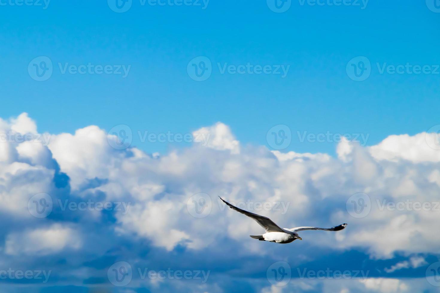 una gaviota vuela sobre un fondo de nubes esponjosas. foto