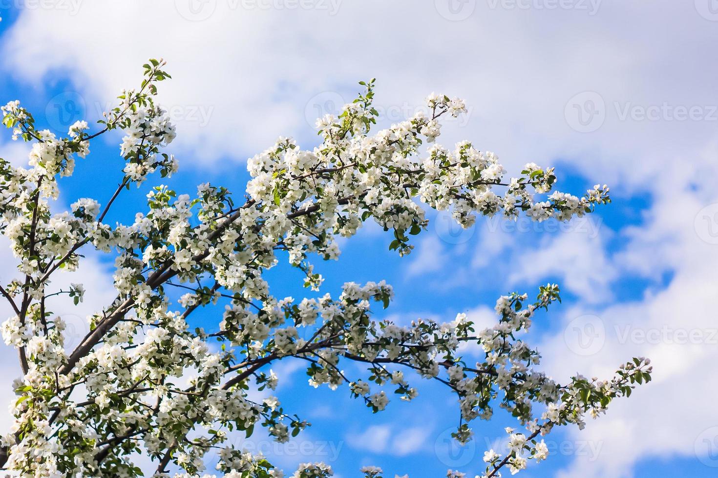 Beautiful flowers in spring, delicate flowers macro photo