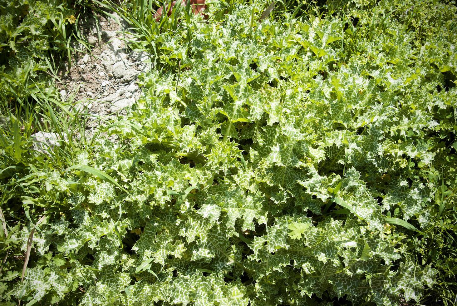 A wild green thorny weed background. Prickly plants texture. photo