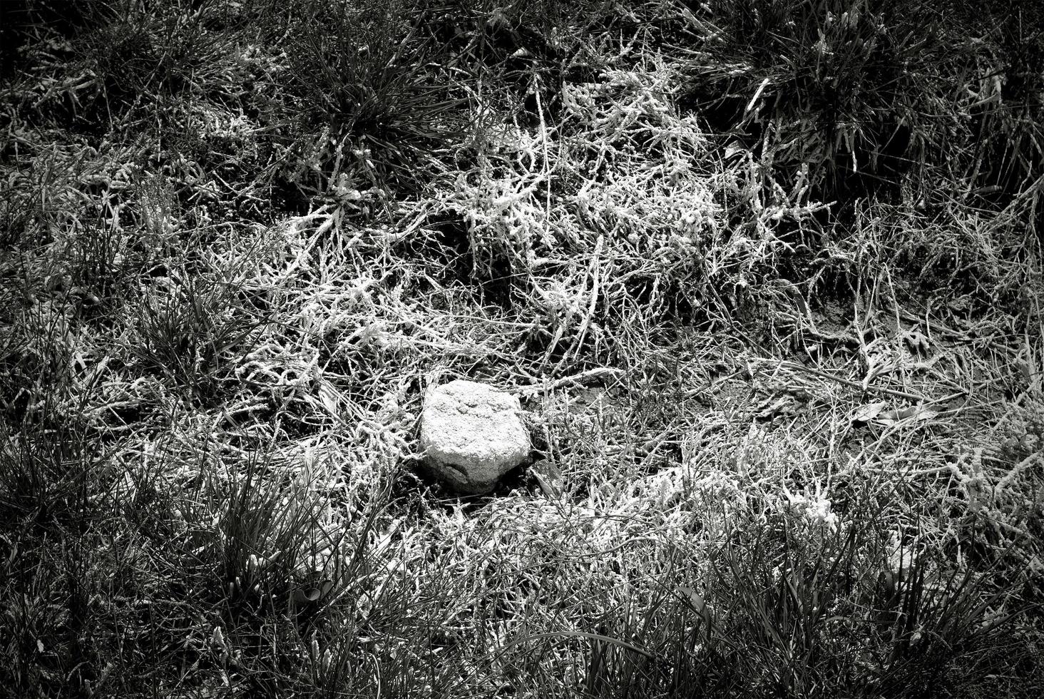 Poisoned grass background in black and white photo