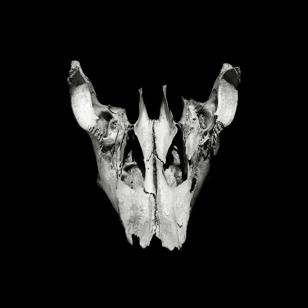 imagen cuadrada de un cráneo aislado en negro. cráneo de una vaca en blanco y negro. foto
