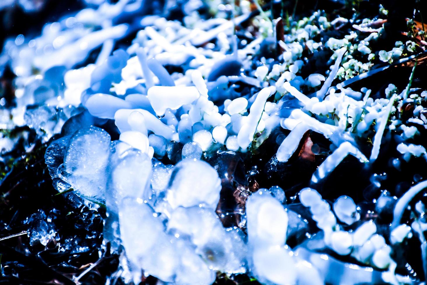 tallos secos cubiertos de hielo foto