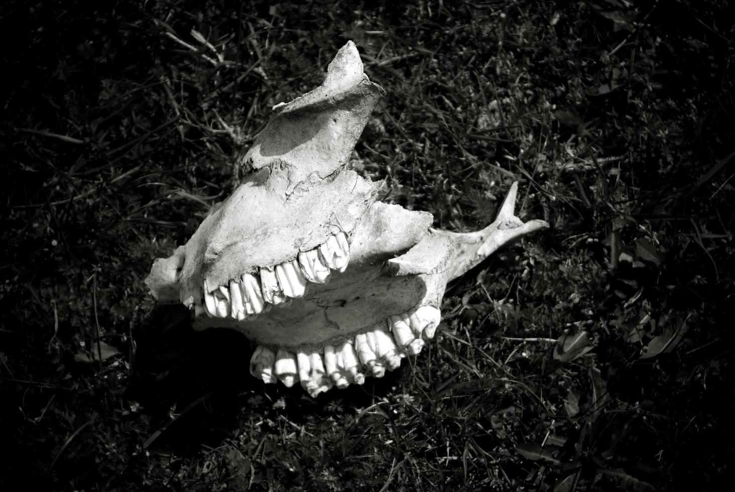 Black and white image of an animal skull with teeth. photo