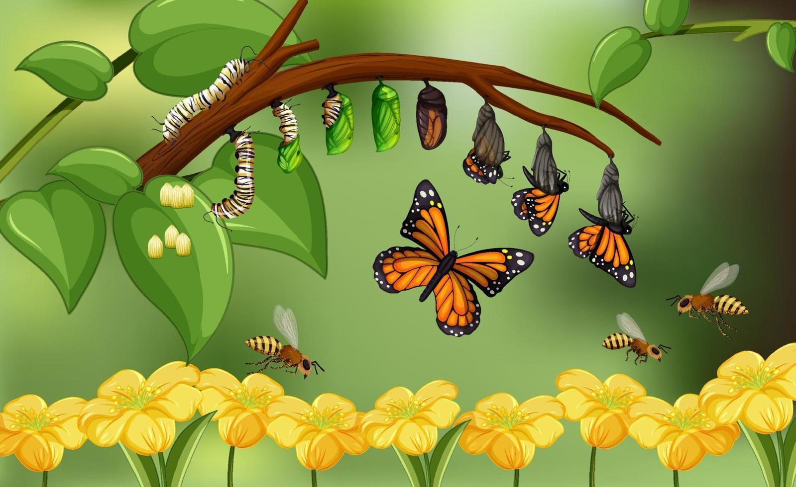 Blured nature background with life cycle of butterfly vector