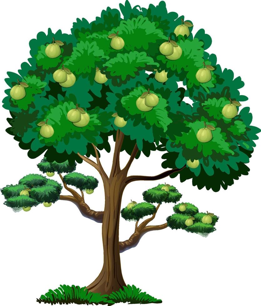 Árbol frutal de guayaba aislado sobre fondo blanco. vector