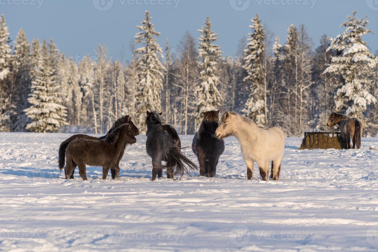Group of Icelandic horses in snow photo