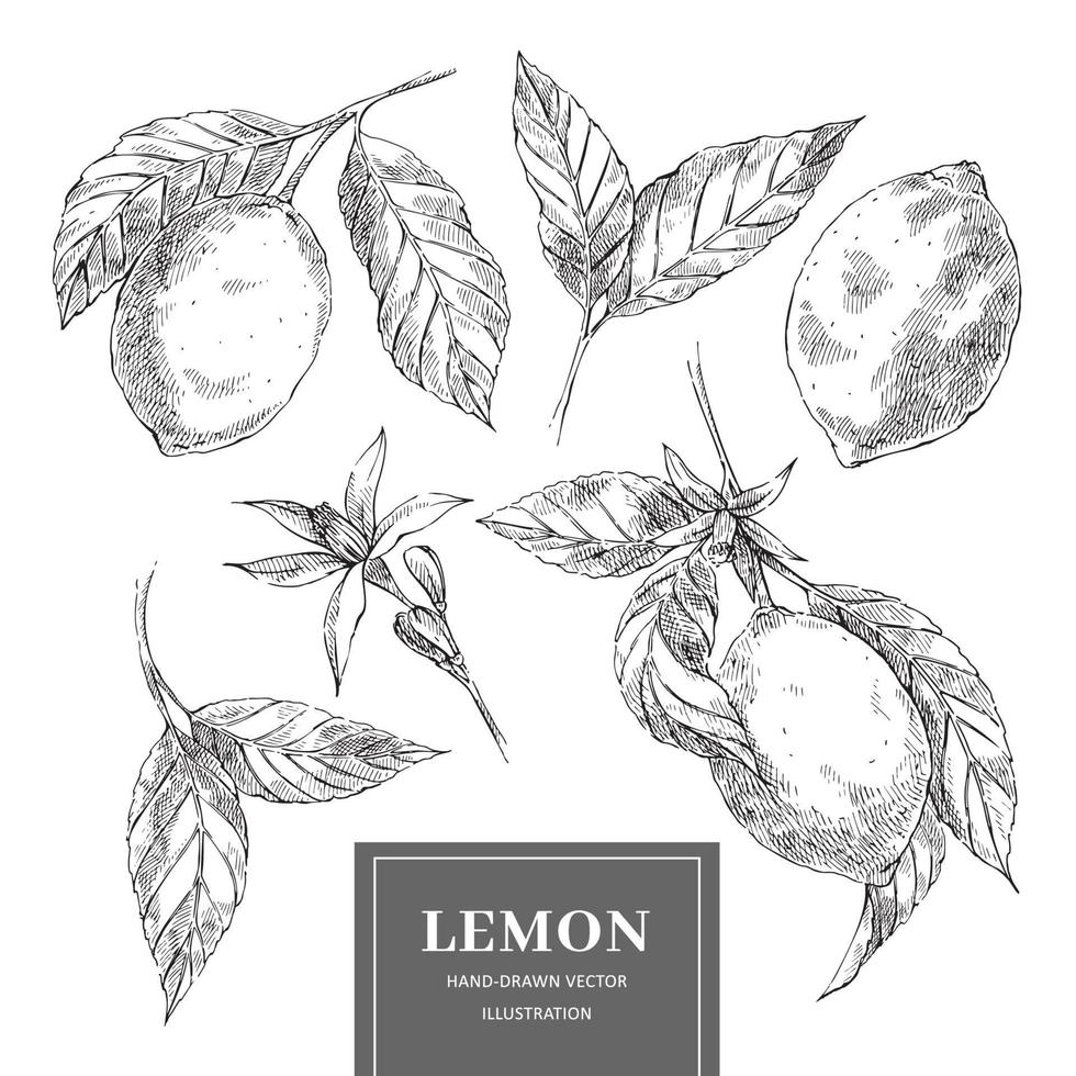 colección de ilustración de limones en estilo boceto vector