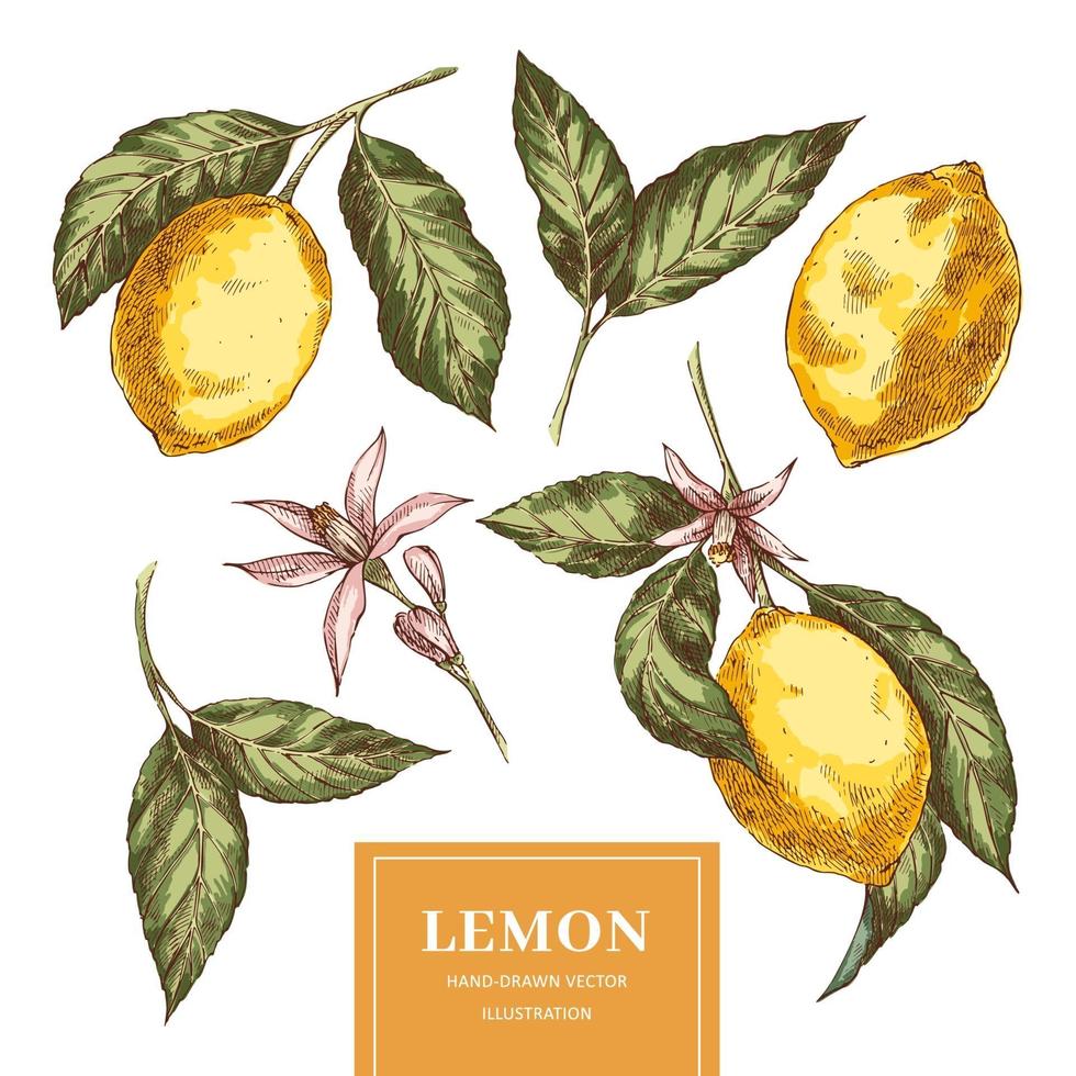 colección de bocetos de limones en estilo vintage vector