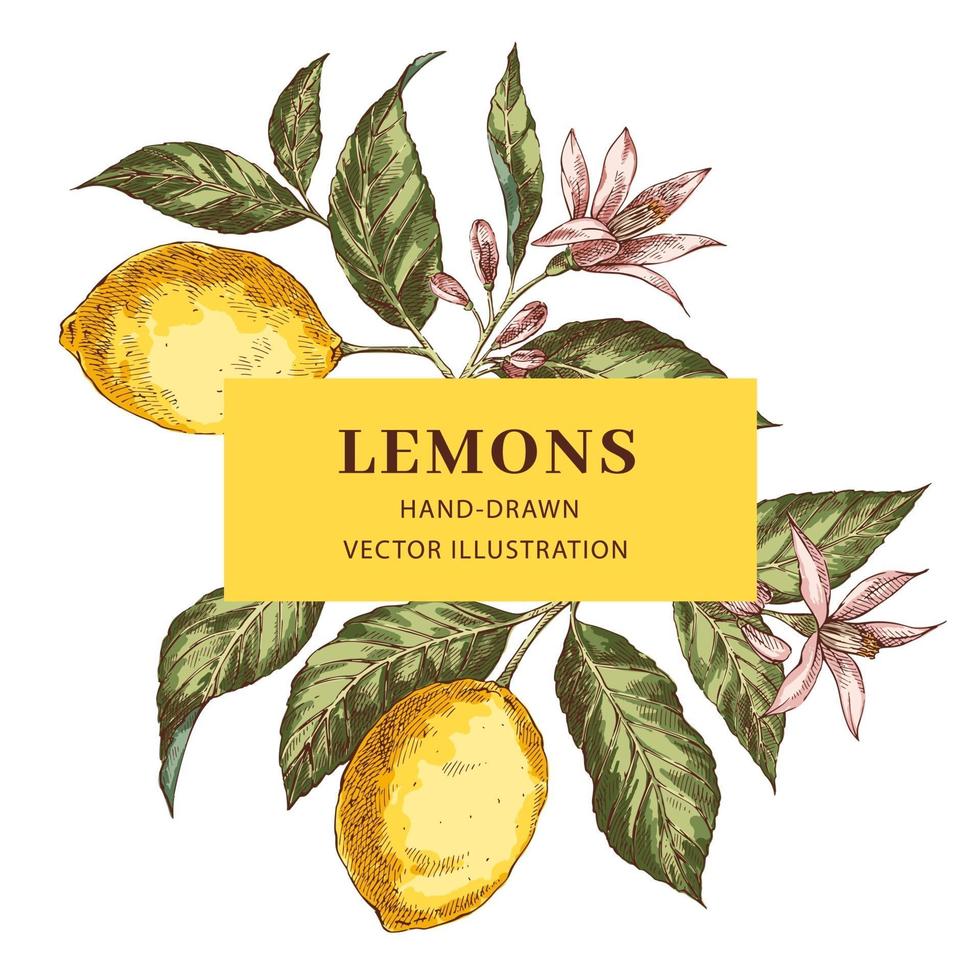 Frame with place for text with lemons vector