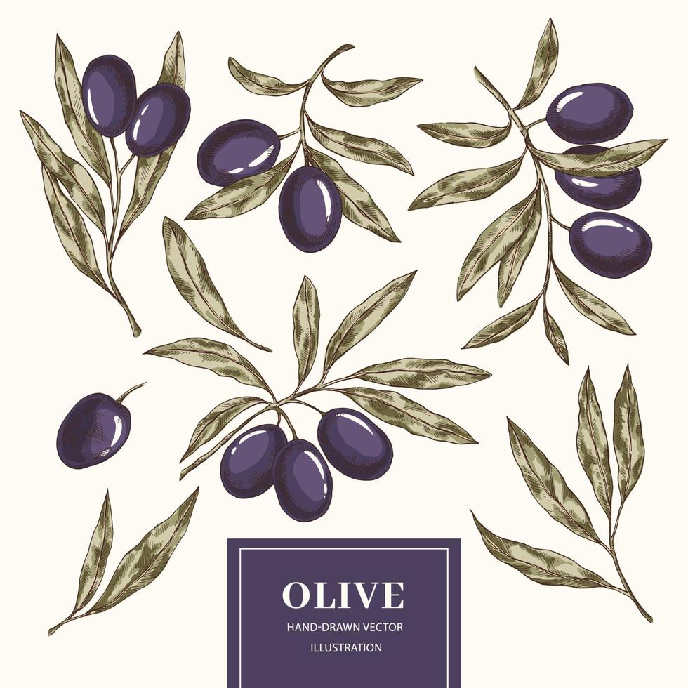 conjunto de ramas de olivo vector