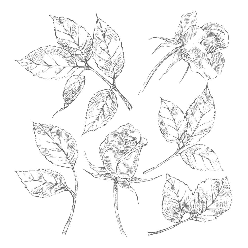 Collection of rose sketches vector