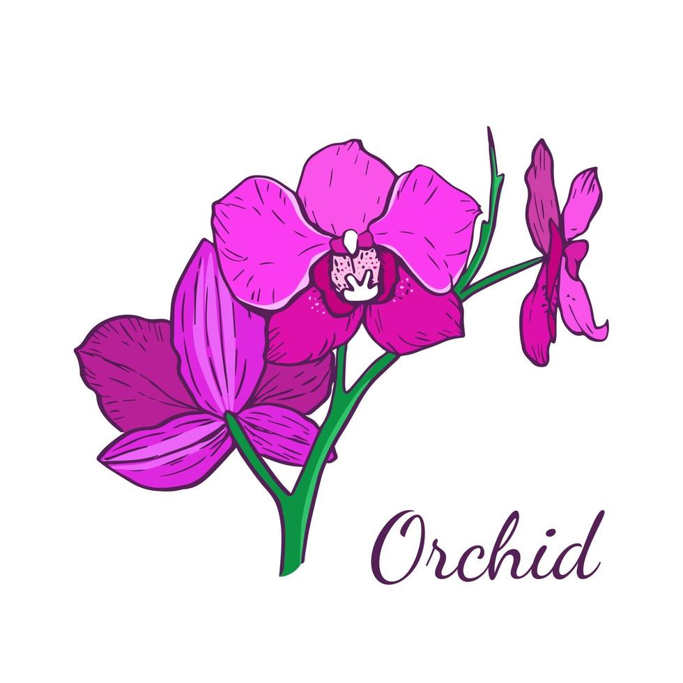 Three flowers of the magenta-colored phalaenopsis orchid vector
