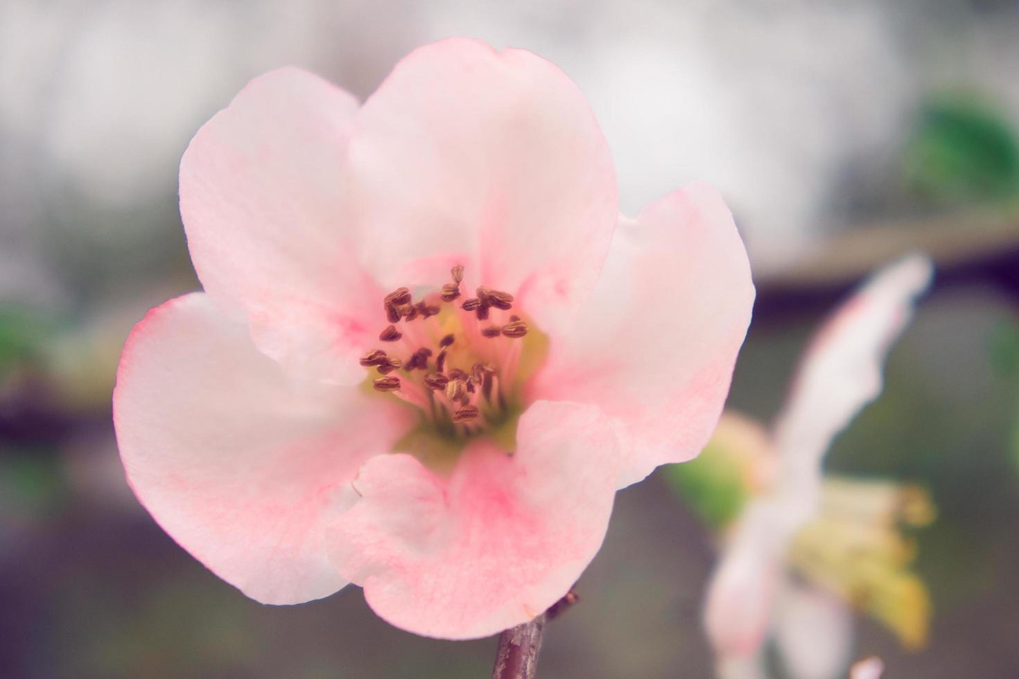 Primer plano de una chaenomeles japonica rosa, o el membrillo japonés o el membrillo del maule foto