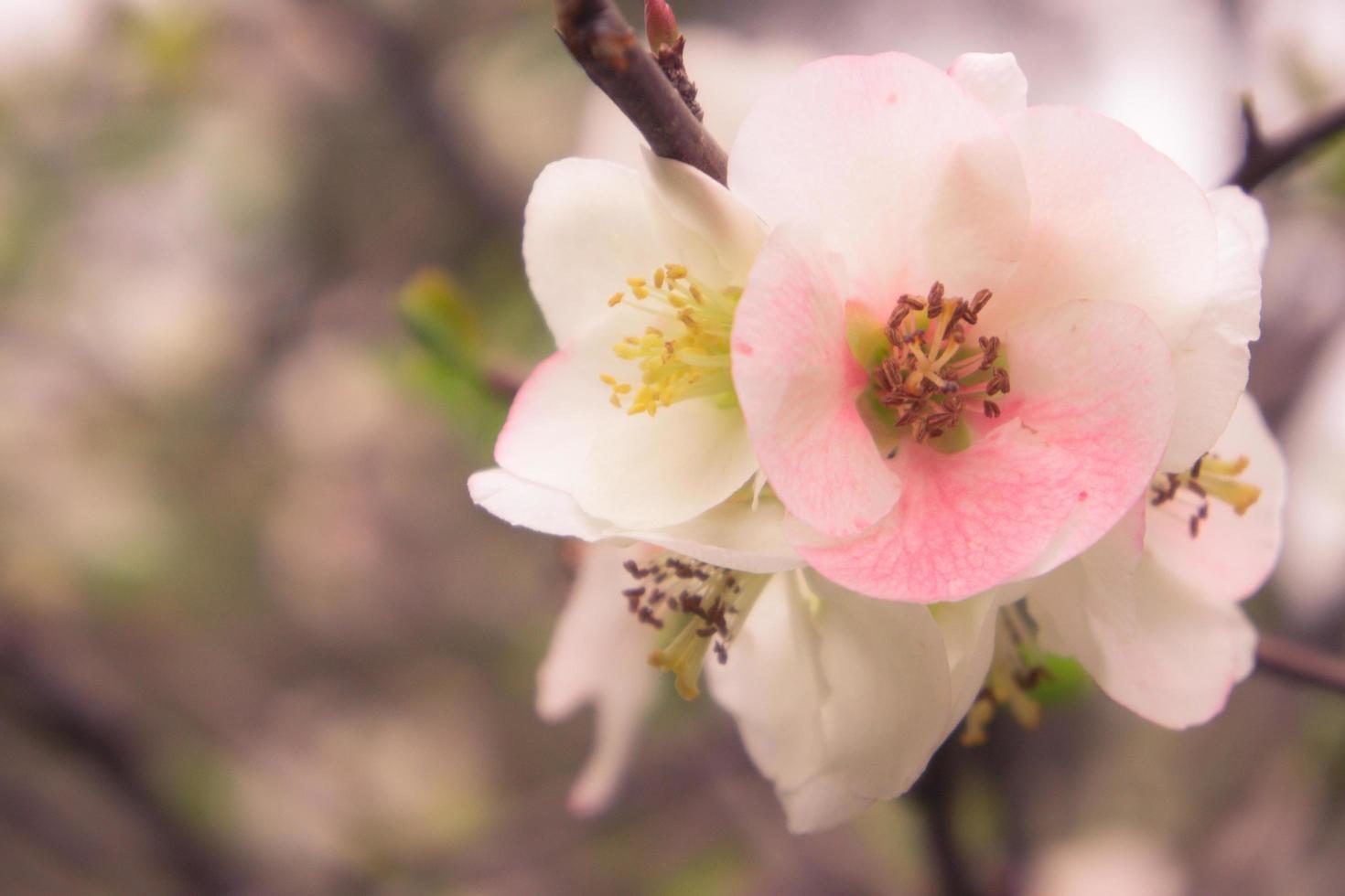 Primer plano de una chaenomeles japonica rosa, o el membrillo japonés o el membrillo del maule foto