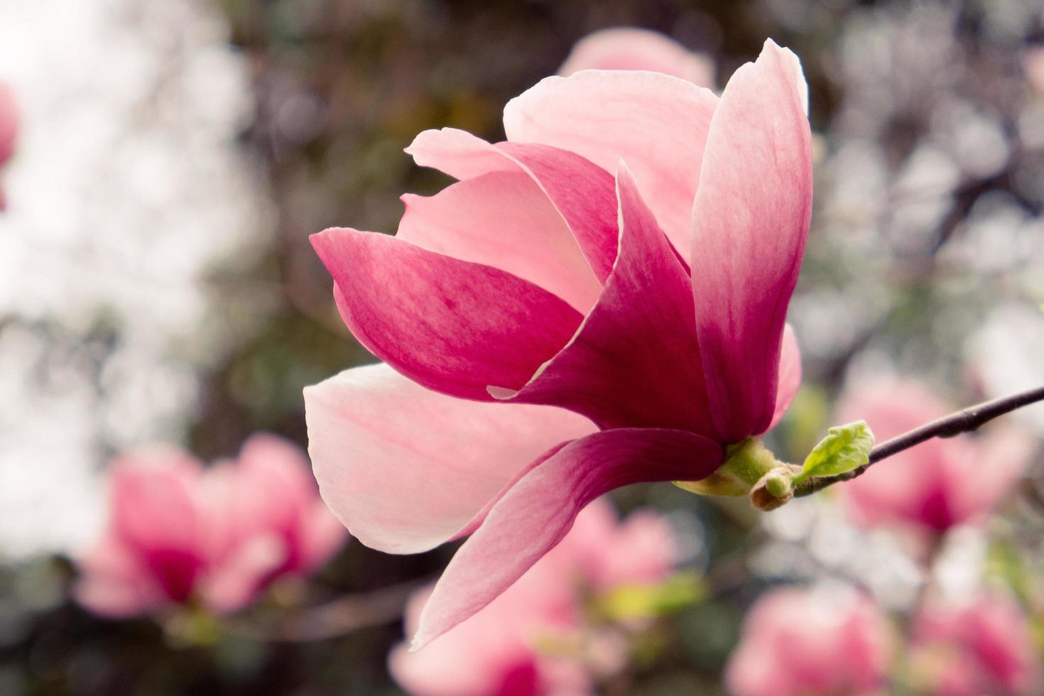 Pink magnolia flower with a blurred background photo
