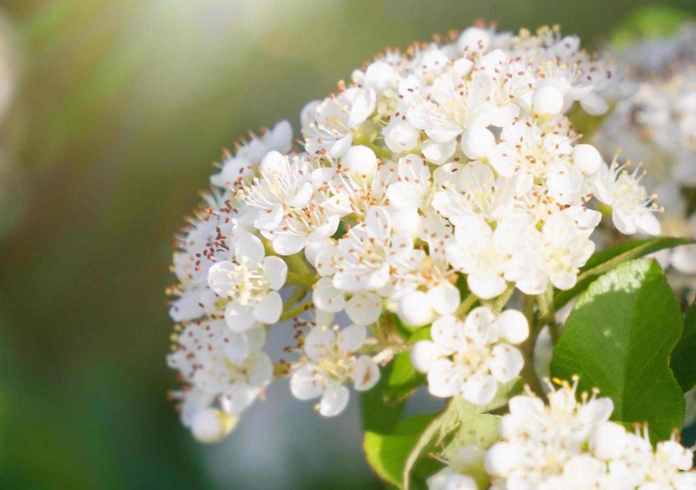 Close-up of spiraea nipponica with a blurry green background photo
