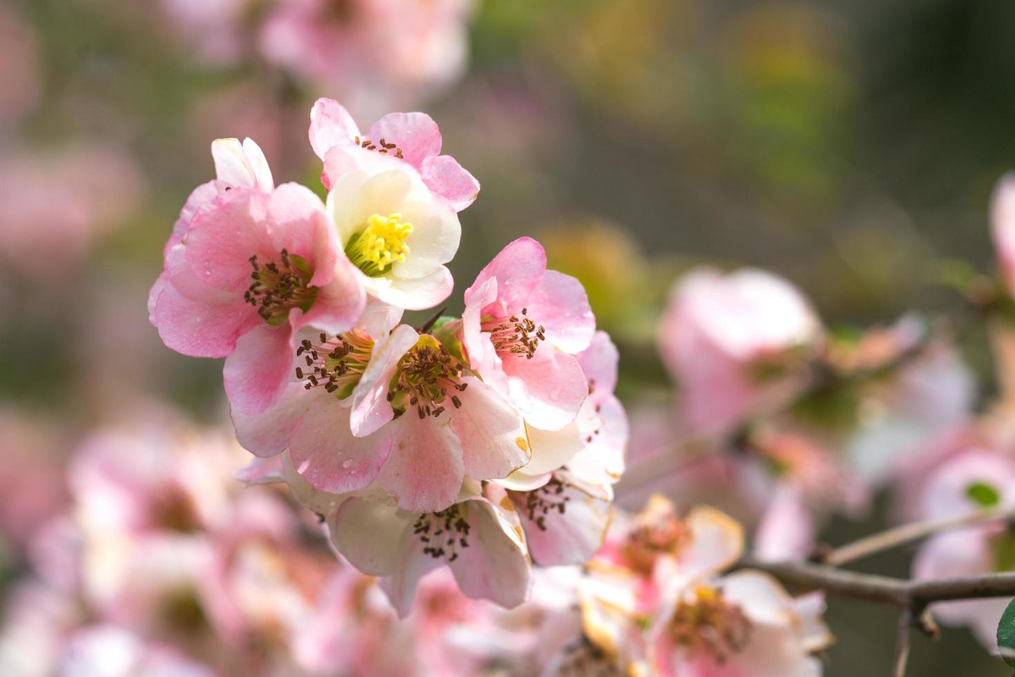 Close-up of chaenomeles japonica, or Japanese quince or Maule's quince flowers with a blurred background photo