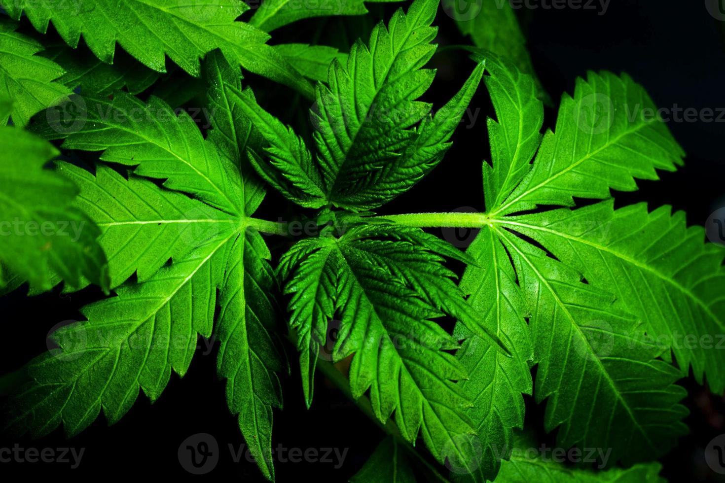 Medical indica leaves, marijuana plant background close up. photo