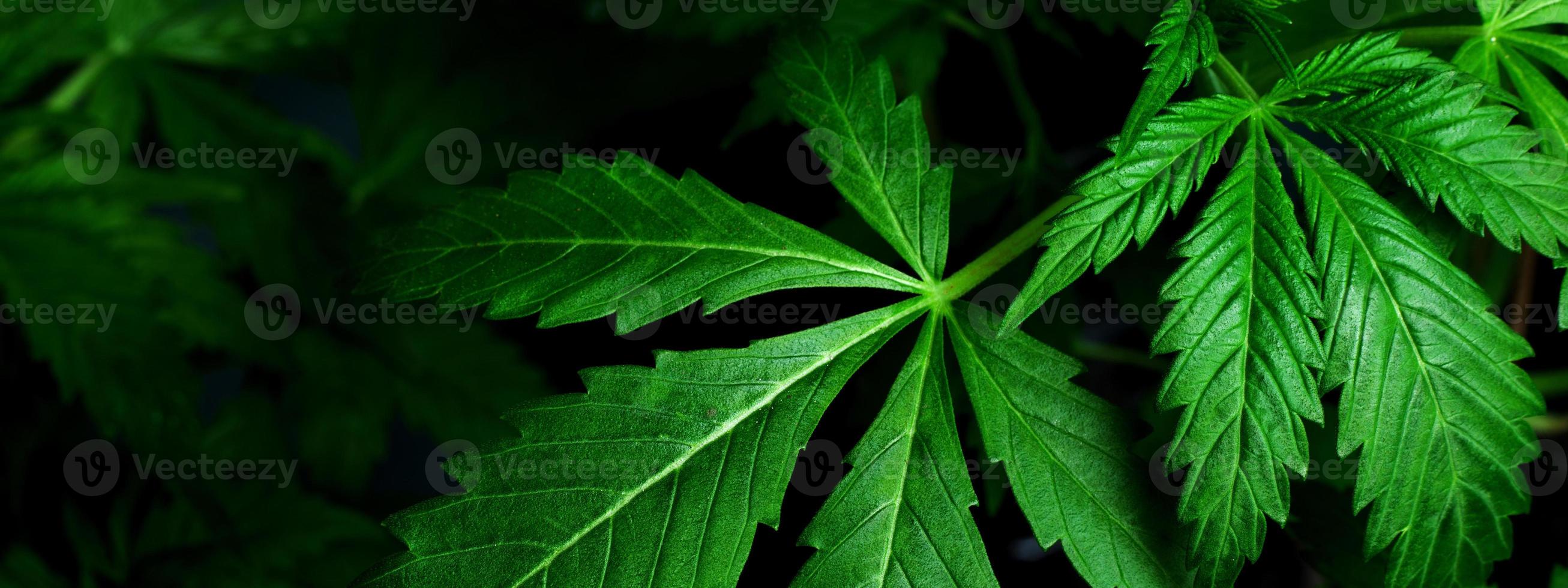 Medical indica leaves, marijuana plant background close up photo