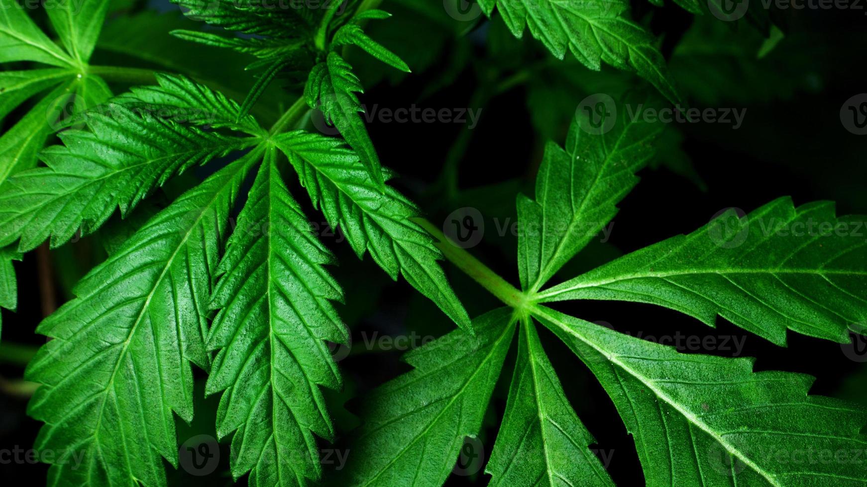 Medical indica leaves, marijuana plant background close up photo