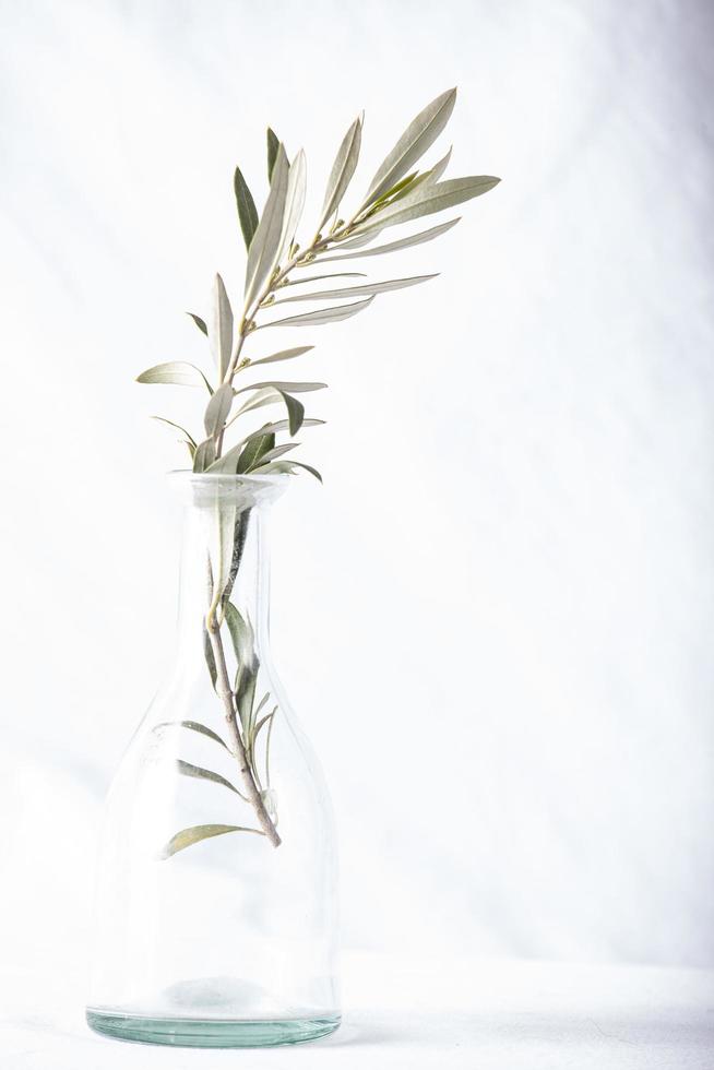 rama de olivo en un florero foto