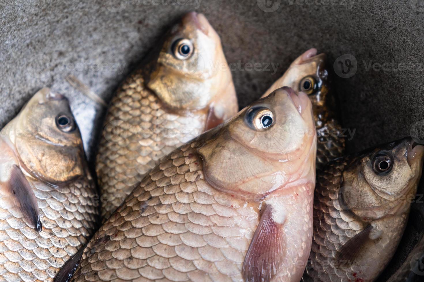 Live raw fish, crucian carp close-up. photo