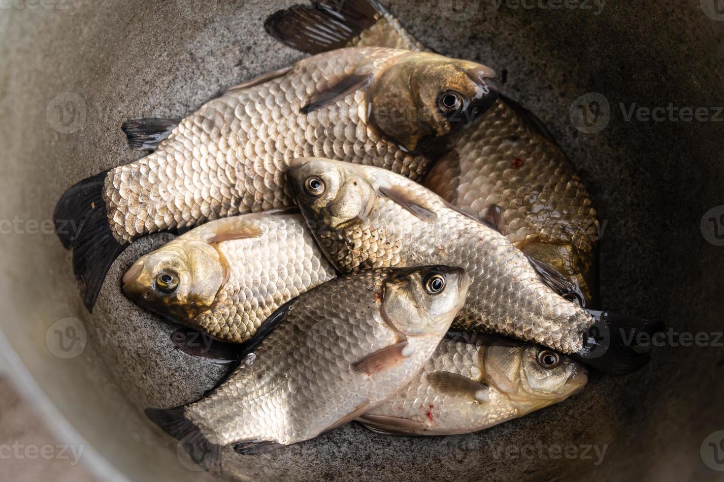 Fresh raw fish, fishing catch crucian carp. photo