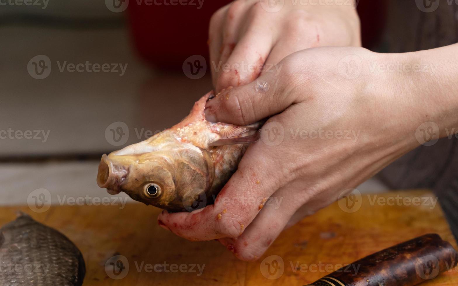 limpiar pescado de los intestinos, cortar la carpa cruciana con un cuchillo. foto