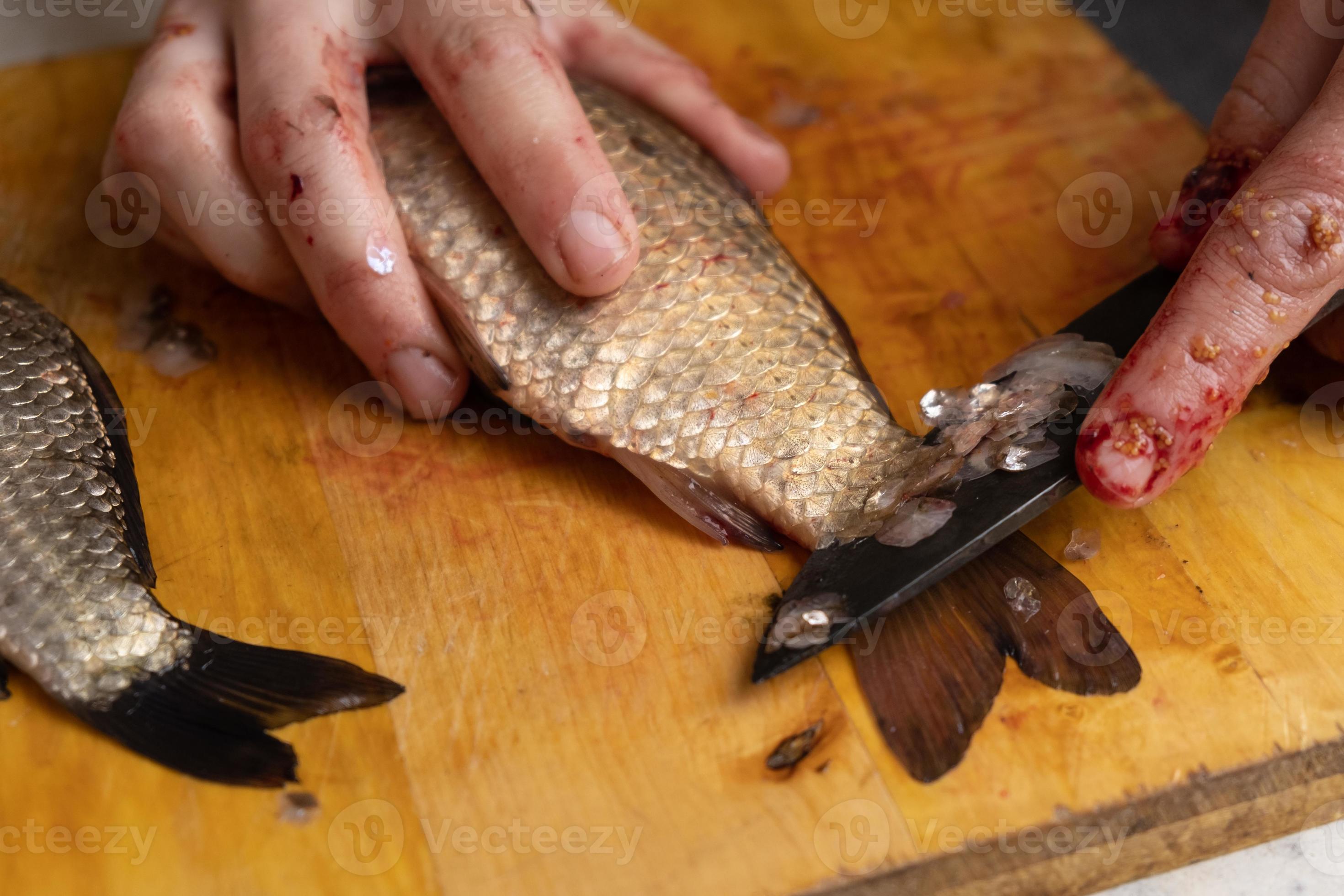 https://static.vecteezy.com/system/resources/previews/002/291/747/large_2x/freshwater-fish-cleaning-butchering-carp-with-a-knife-photo.JPG