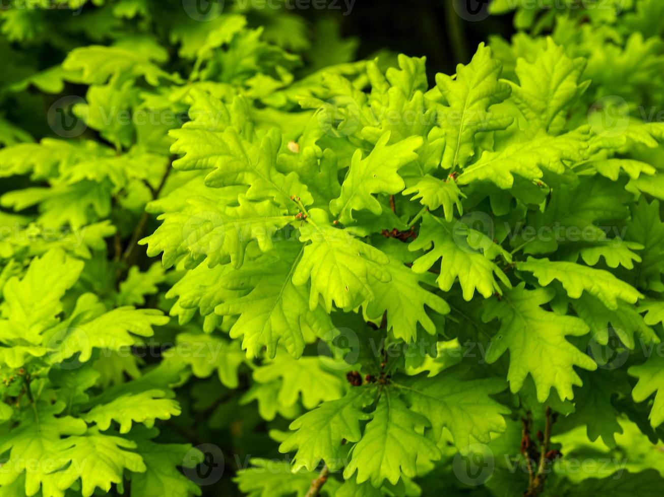 hojas frescas de roble verde brillante en primavera foto