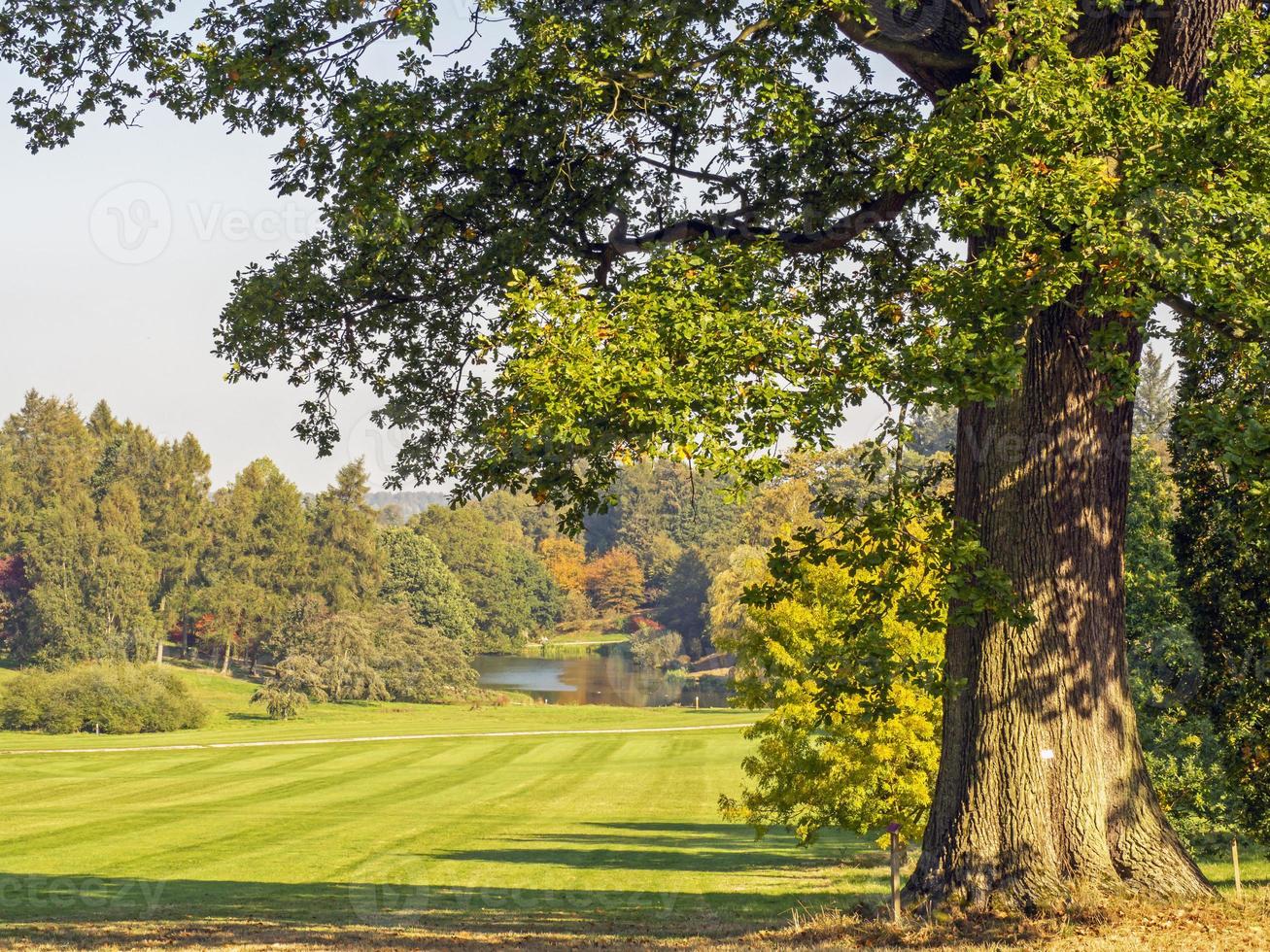 View to a small lake from a beautiful oak tree in a park photo