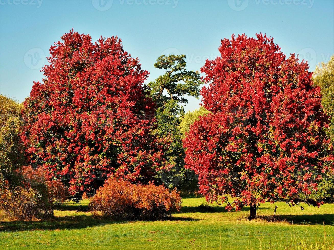 Hermosos arces de la gloria de octubre con follaje rojo de otoño foto