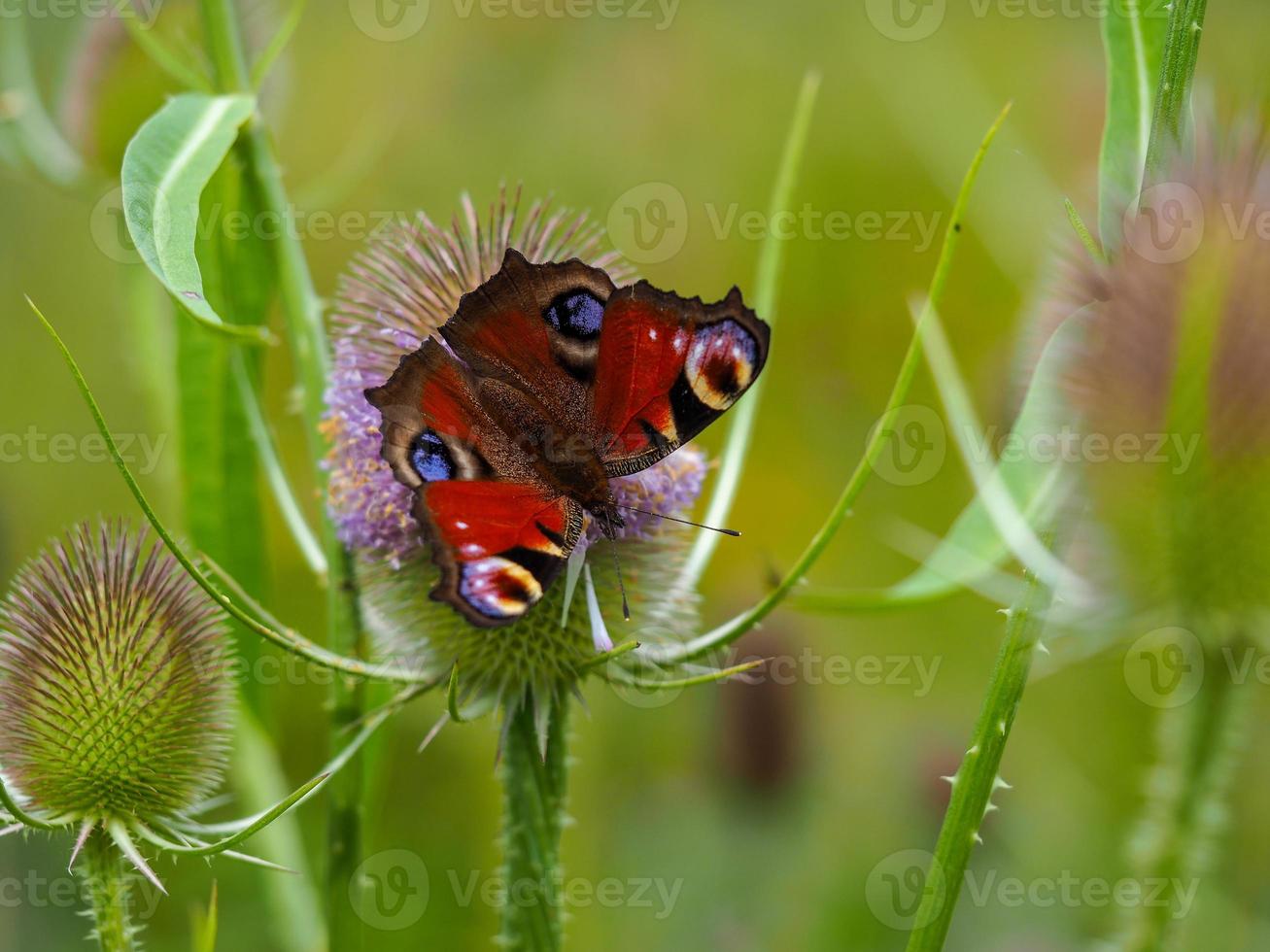 Mariposa pavo real en una flor de cardo foto