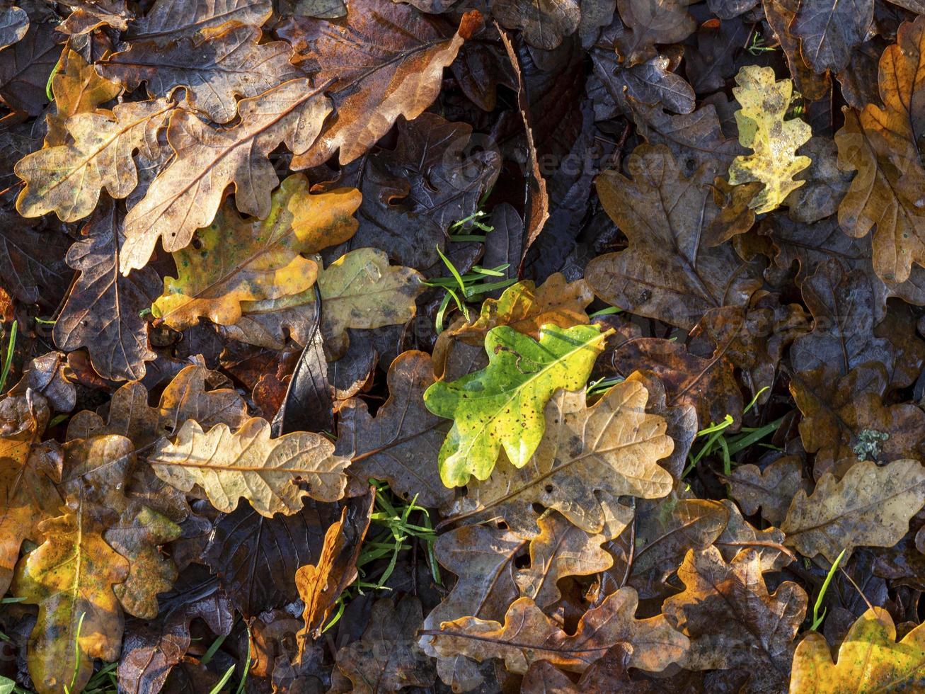 Hojarasca de roble en el suelo de un bosque a finales de otoño foto