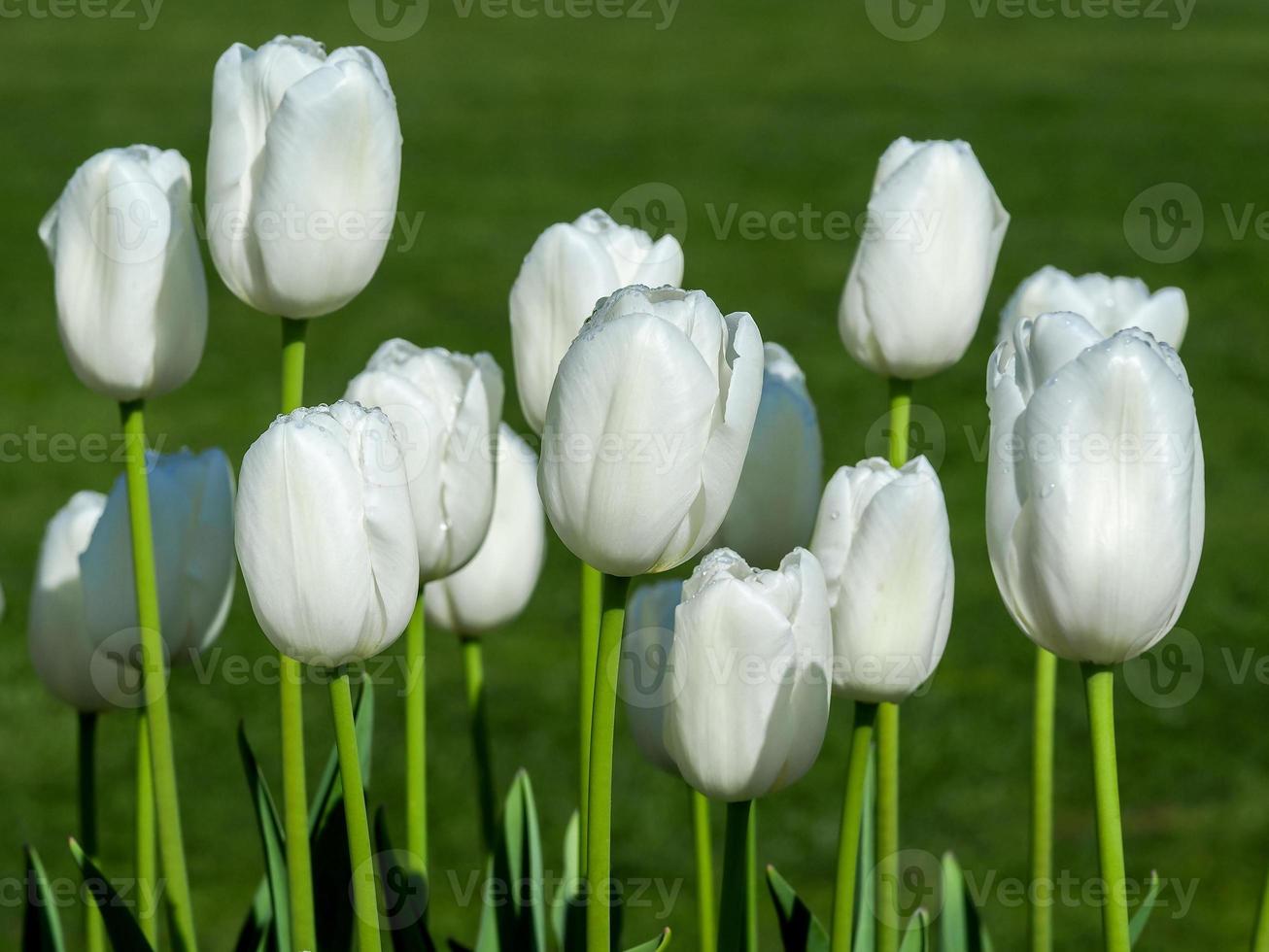 Beautiful white tulip flowers in a garden photo