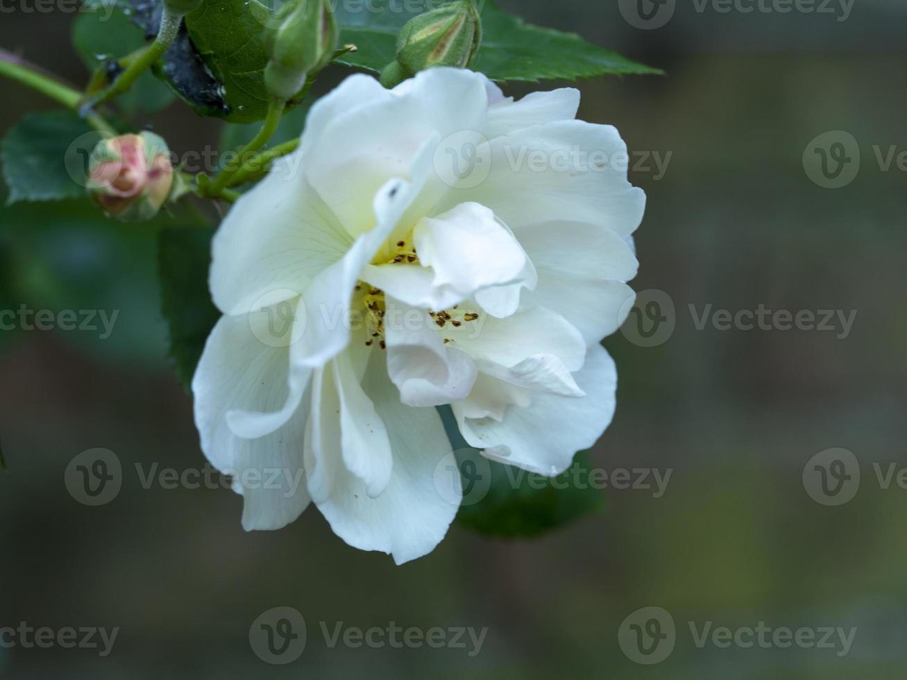 Primer plano de una flor de rosa trepadora blanca foto