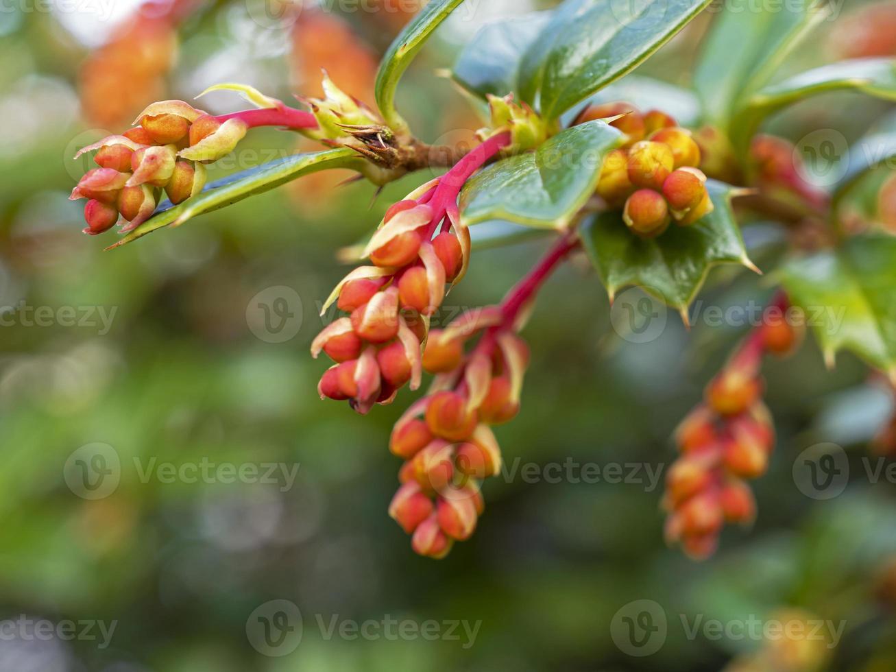 Orange buds on a Berberis darwinii shrub photo