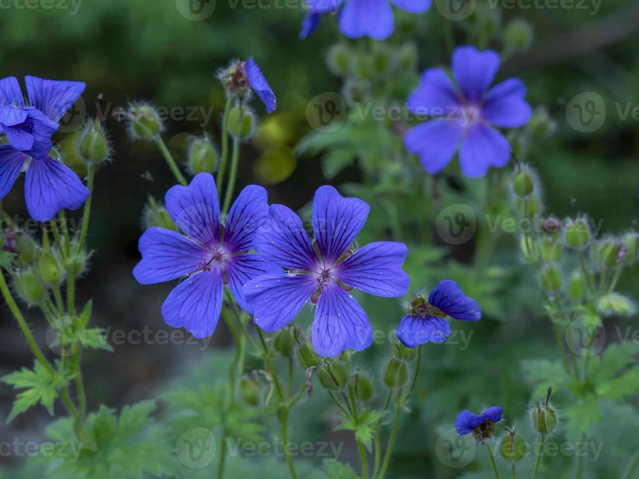 Cranesbill geranium flowers in a summer garden photo